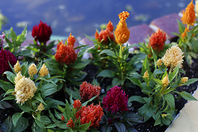 Ceia Natal APCEFSP _226_-site.jpg